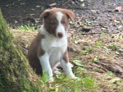 Collie Pups for sale in Cork