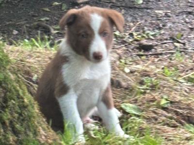 Rough Collie puppies for sale in Cork