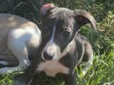 Whippet puppies in Cork
