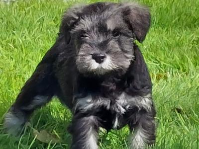 IKC Registered Purebred Miniature Schnauzer puppies in Wexford