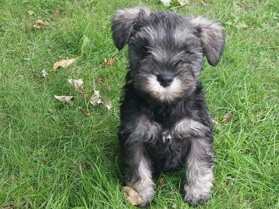 IKC Registered Purebred Miniature Schnauzer puppies in Wexford