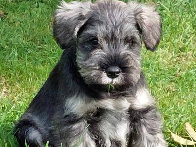 IKC Registered Purebred Miniature Schnauzer puppies in Wexford