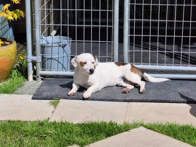 Jack Russell puppies in Waterford-last little boy left!