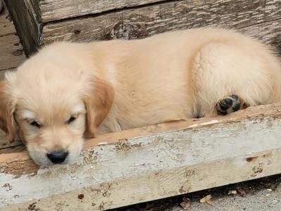 Outstanding IKC Registered Purebred Golden Retriever puppies in Tipperary