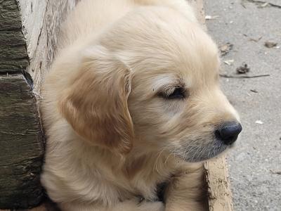 Outstanding IKC Registered Purebred Golden Retriever puppies in Tipperary