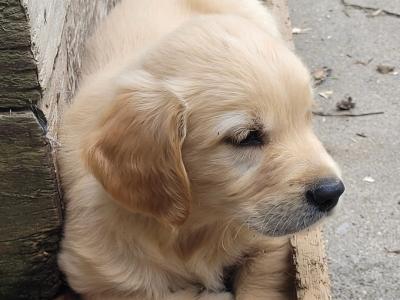 Outstanding IKC Registered Purebred Golden Retriever puppies in Tipperary