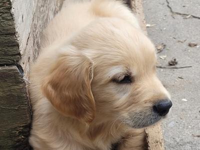 Outstanding IKC Registered Purebred Golden Retriever puppies in Tipperary
