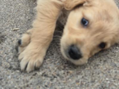 Outstanding IKC Registered Purebred Golden Retriever puppies in Tipperary
