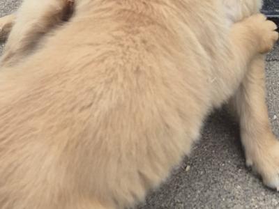 Outstanding IKC Registered Purebred Golden Retriever puppies in Tipperary