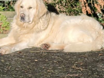 Outstanding IKC Registered Purebred Golden Retriever puppies in Tipperary