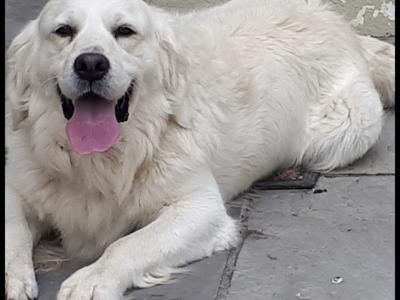 Outstanding IKC Registered Purebred Golden Retriever puppies in Tipperary