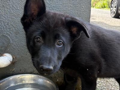 Beautiful Straight Back German Shepherd puppies in Wexford