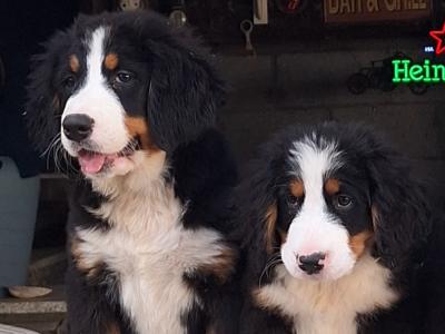 Bernese Mountain Dog puppies in Carlow €1100