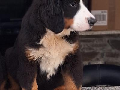 Bernese Mountain Dog puppies in Carlow €1100