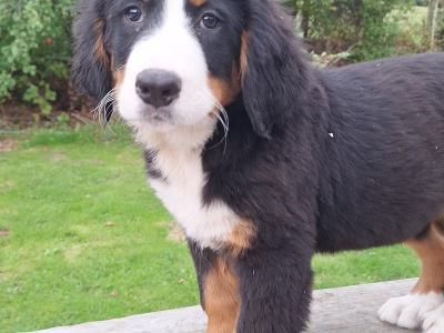 Bernese Mountain Dog puppies in Carlow €1100