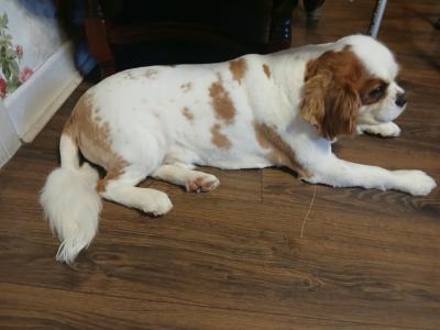 Male Cavalier King Charles Spaniel 19 months old in Longford