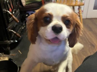 Male Cavalier King Charles Spaniel 19 months old in Longford