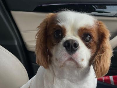 Male Cavalier King Charles Spaniel 19 months old in Longford