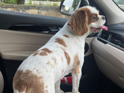 Male Cavalier King Charles Spaniel 19 months old in Longford