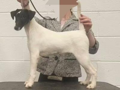 IKC Registered female Smooth Fox Terrier puppy 10 months old in Galway