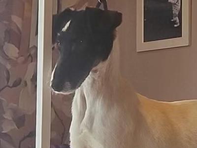 IKC Registered female Smooth Fox Terrier puppy 10 months old in Galway