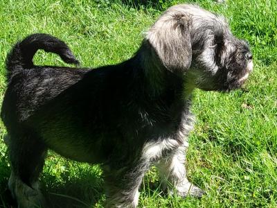 IKC Registered Purebred Miniature Schnauzer puppies in Wexford