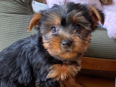 Purebred small Yorkshire Terrier puppies ❤️ in Meath