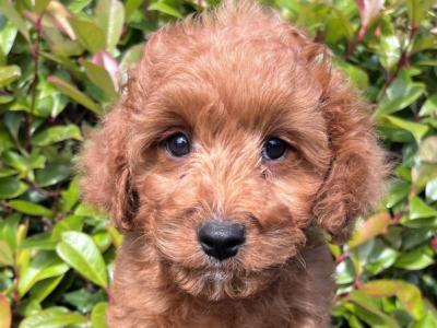 Adorable Maltipoo puppies in Cavan