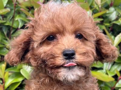 Adorable Maltipoo puppies in Cavan
