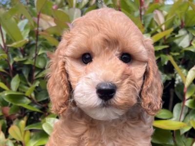 Adorable Maltipoo puppies in Cavan