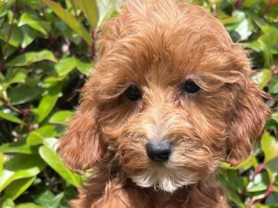 Adorable Maltipoo puppies in Cavan
