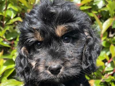Adorable Maltipoo puppies in Cavan