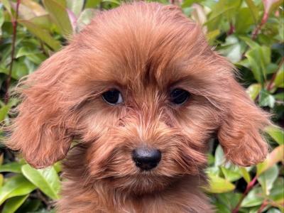 Adorable Maltipoo puppies in Cavan