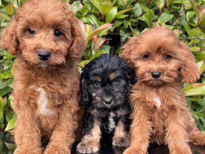 Adorable Maltipoo puppies in Cavan