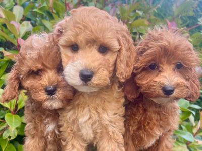 Adorable Maltipoo puppies in Cavan