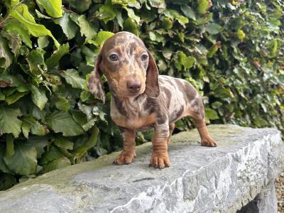 Genuine pedigree *health checked* Miniature Dachshund puppies in Longford