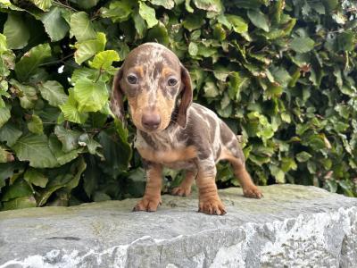 Genuine pedigree *health checked* Miniature Dachshund puppies in Longford