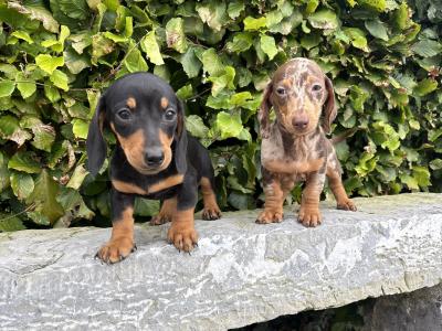 Genuine pedigree *health checked* Miniature Dachshund puppies in Longford