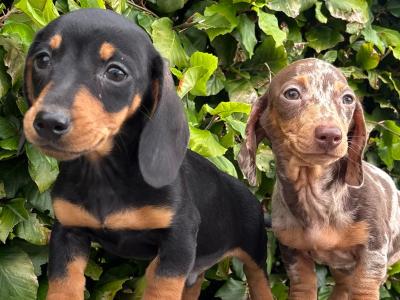 Genuine pedigree *health checked* Miniature Dachshund puppies in Longford