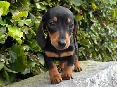 Genuine pedigree *health checked* Miniature Dachshund puppies in Longford