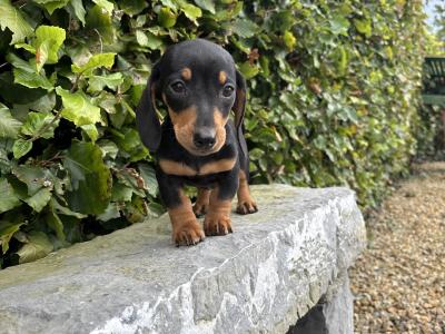 Genuine pedigree *health checked* Miniature Dachshund puppies in Longford