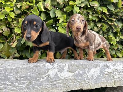 Genuine pedigree *health checked* Miniature Dachshund puppies in Longford