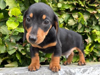 Genuine pedigree *health checked* Miniature Dachshund puppies in Longford