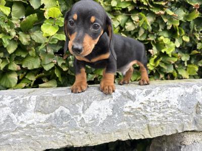 Genuine pedigree *health checked* Miniature Dachshund puppies in Longford