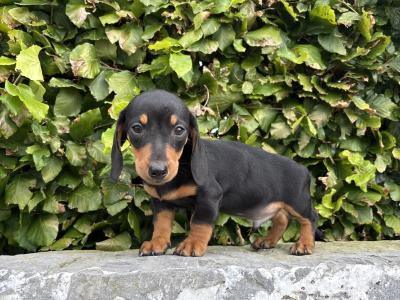 Genuine pedigree *health checked* Miniature Dachshund puppies in Longford