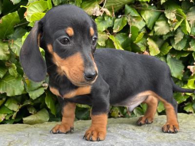 Genuine pedigree *health checked* Miniature Dachshund puppies in Longford