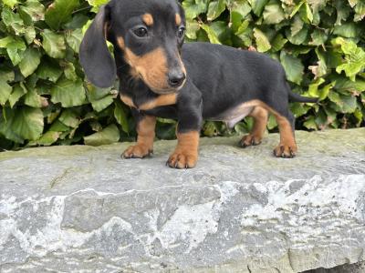 Genuine pedigree *health checked* Miniature Dachshund puppies in Longford