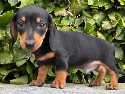 Genuine pedigree *health checked* Miniature Dachshund puppies in Longford