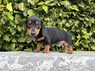 Genuine pedigree *health checked* Miniature Dachshund puppies in Longford