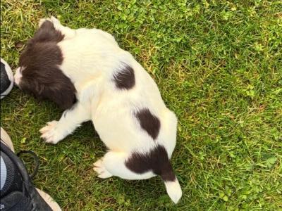 IKC Registered (pending) male Springer Spaniel puppy in Kerry